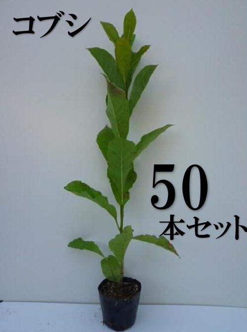 50本セット コブシ樹高0.5m前後10.5cmポット