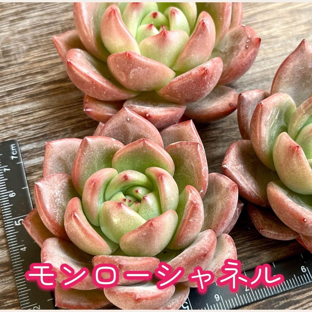 モンローシャネル 多肉植物 韓国苗 ⑱ 販売会 - 植物/観葉植物