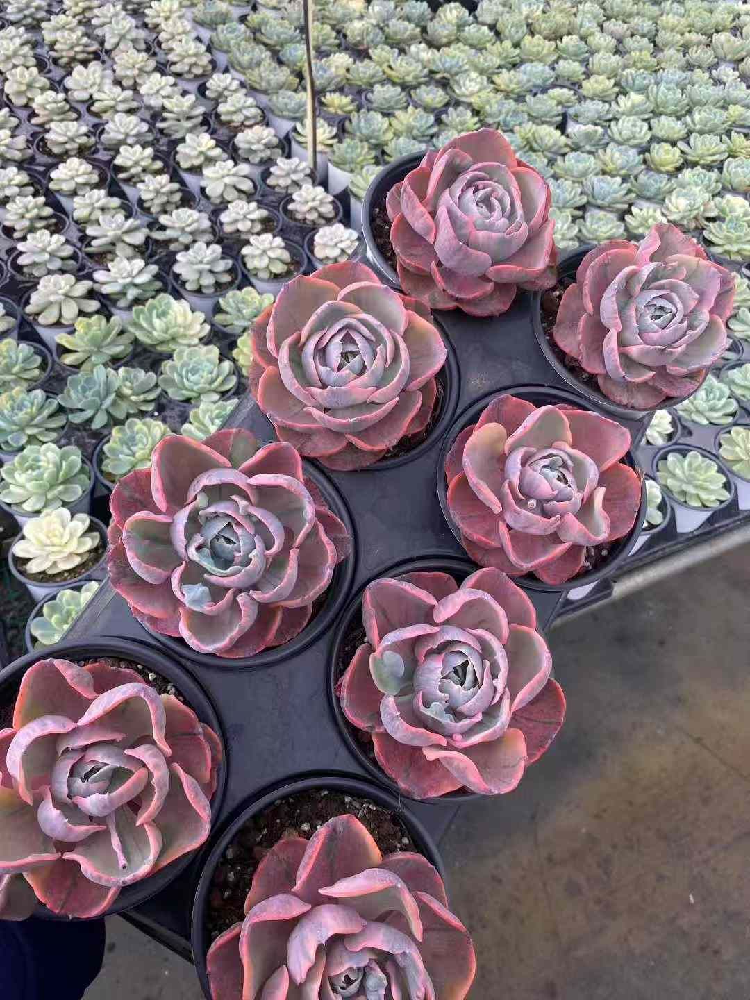 新入荷ノツキニシキ MY270×18鉢 抜き苗 多肉植物 アエオニウム