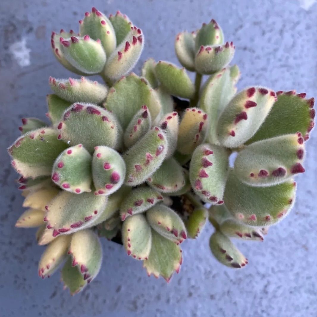 多肉植物 熊童子 熊童子錦 カット苗 - その他多肉植物