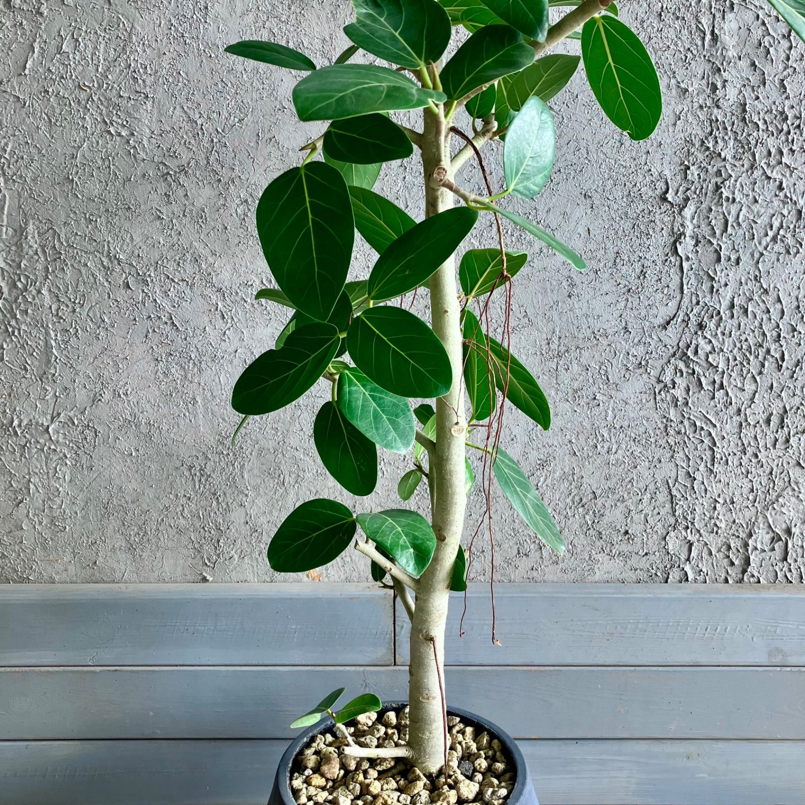 ［現品］80番　フィカス　アルテシマ　曲がり　10号　尺鉢　観葉植物　室内　大型 現品］80番 フィカス アルテシマ 曲がり 10号 尺鉢 観葉植物