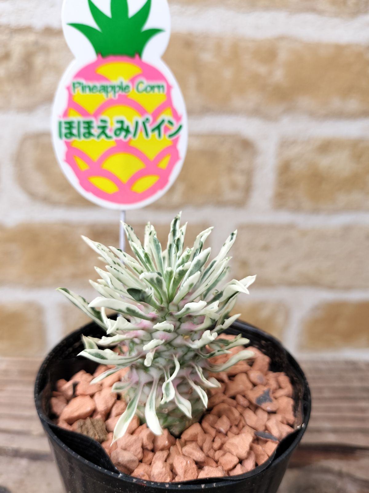 おまとめ中！多肉植物^o^ パイナップルコーン 超話題新作 - その他多肉植物