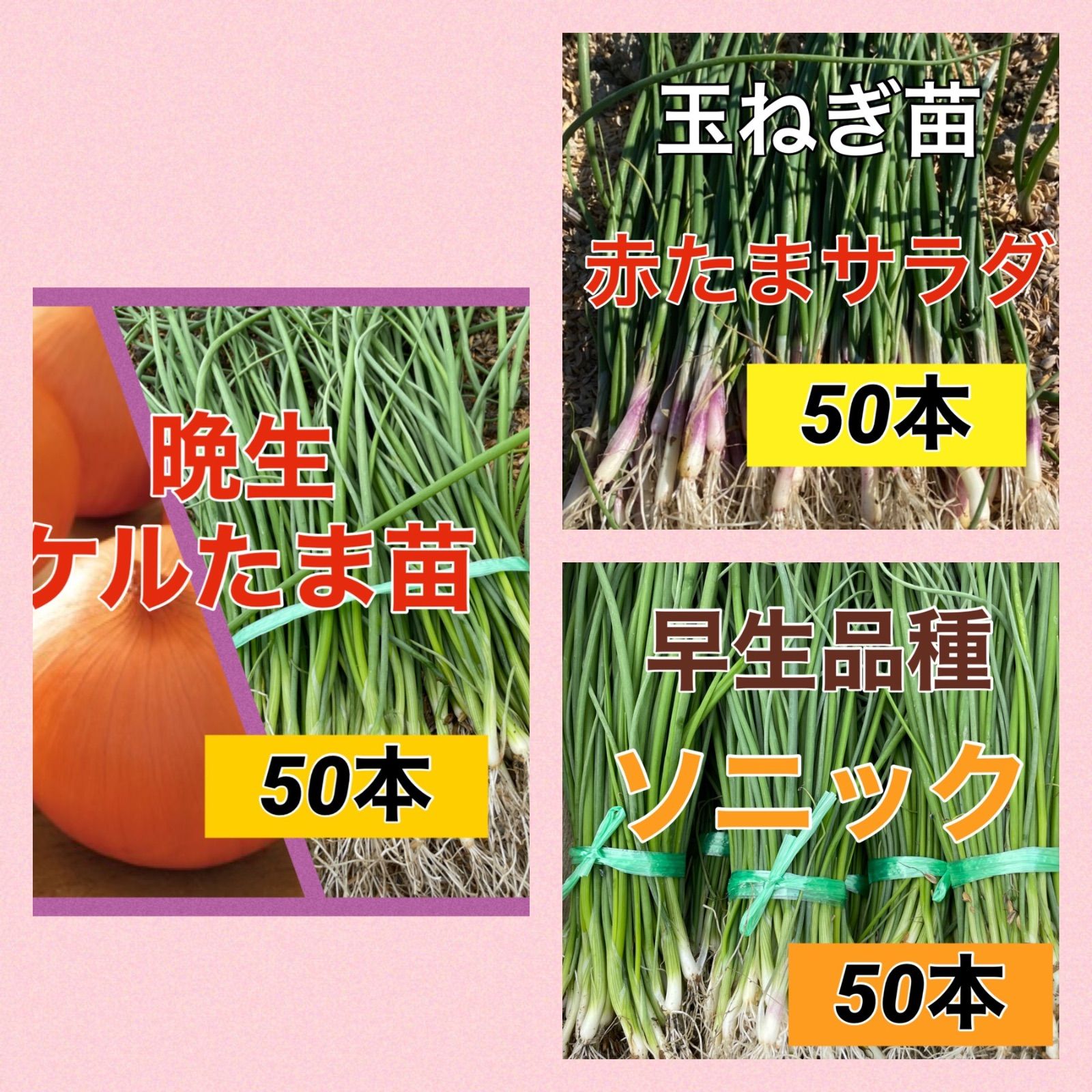 大幅値下/メール便OK/日本製 ひー様専用 ケルタマ50 食品