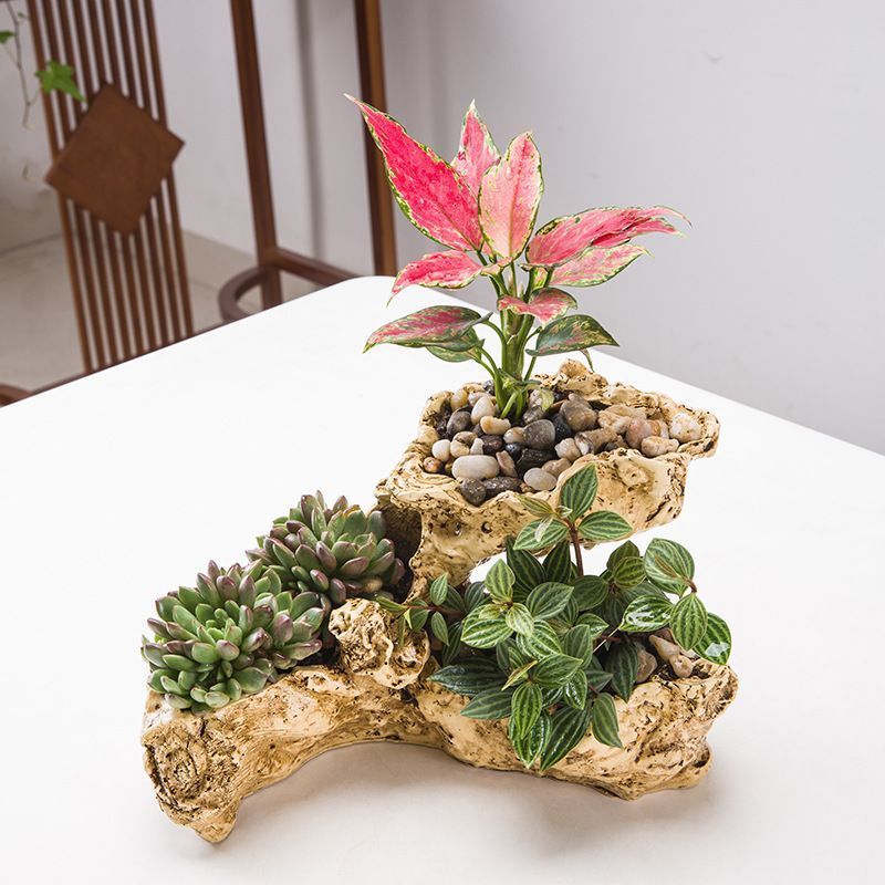 Amazon.co.jp: 鉢 植木鉢 多肉植物 寄せ植え 木模様 かわいい