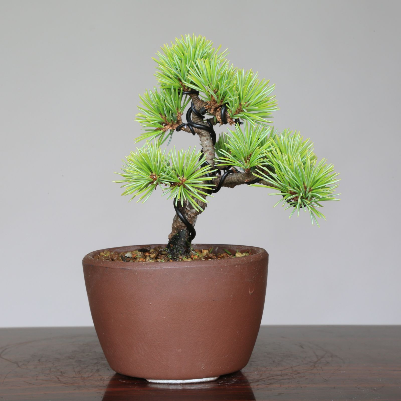 盆栽　五葉松　葵　植物　盆栽鉢 盆栽五葉松葵植物盆栽鉢