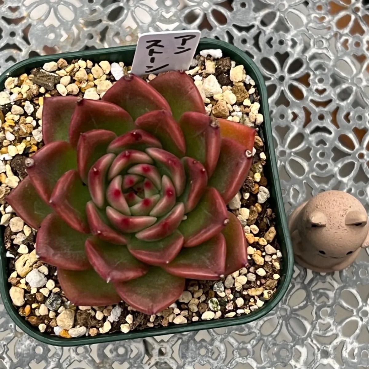 多肉植物 ☘️ アンストーン 大きめ苗 抜き苗 - メルカリ