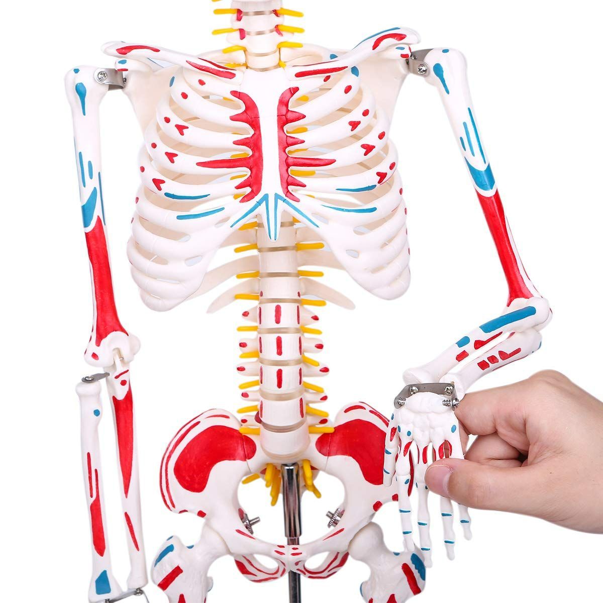 2人体モデル 理学療法士監修