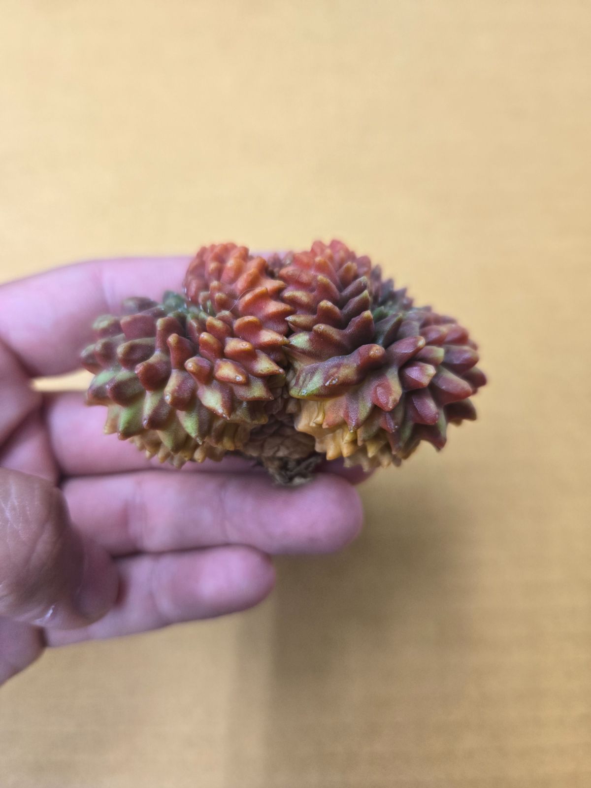 緋牡丹錦 トゲ無し