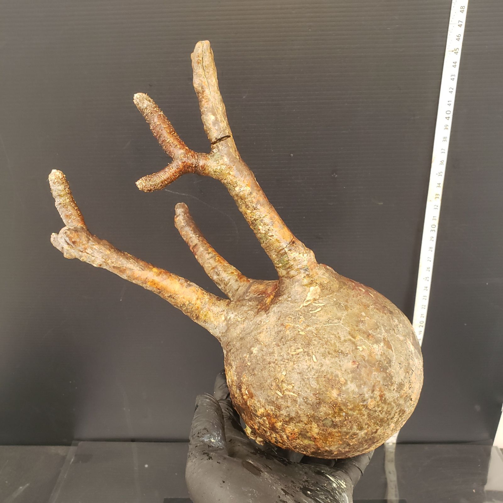 パキポディウム グラキリス 輸入 未発根株 C-37 現地発根株 パキポディウム グラキリスタイ契約ナーセリー直輸入