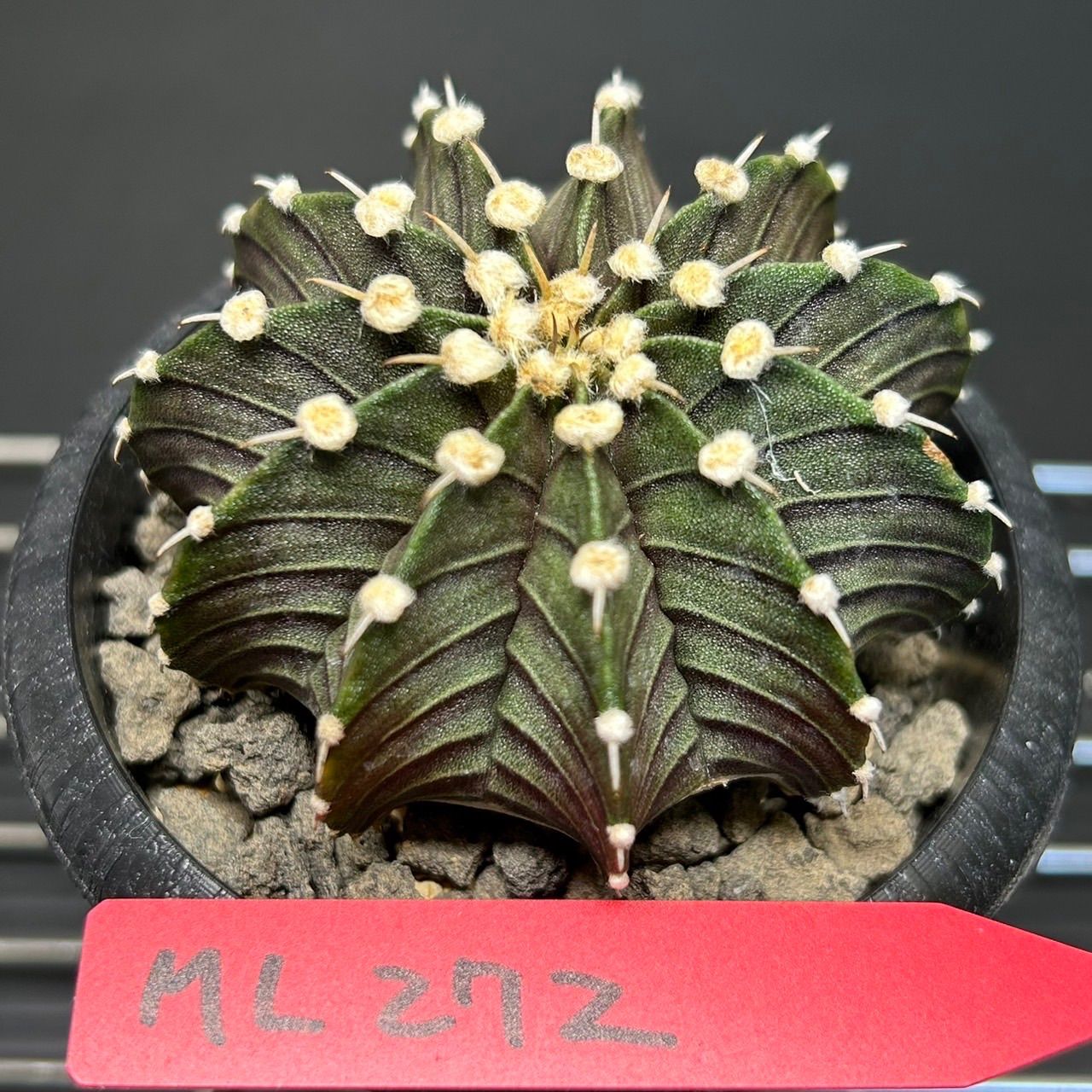 サボテン ギムノカリキウム ミハノビッチ LB2178 発根済 - メルカリ