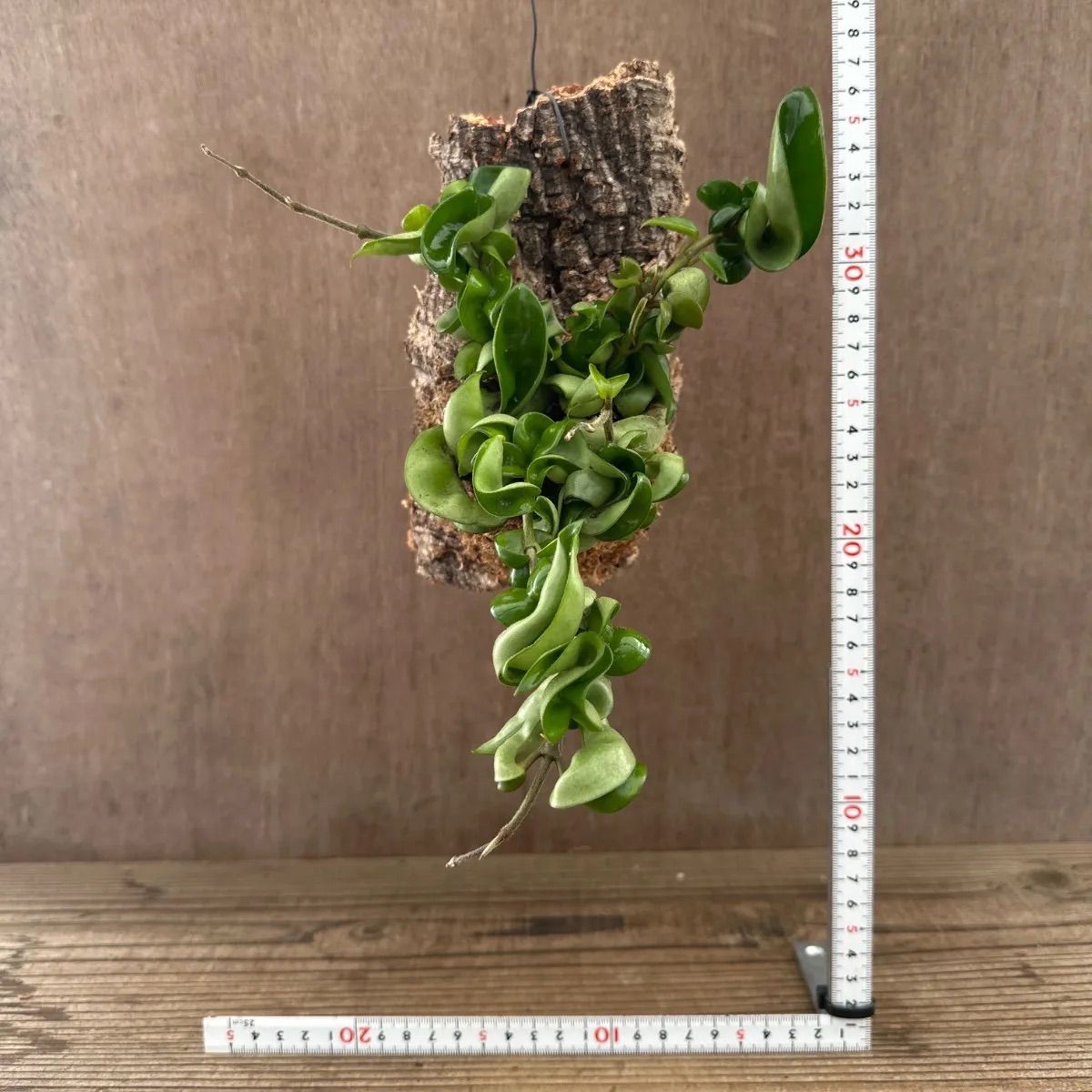 ホヤ カルノーサ コンパクタ コルク付け ③ Hoya carnosa compacta