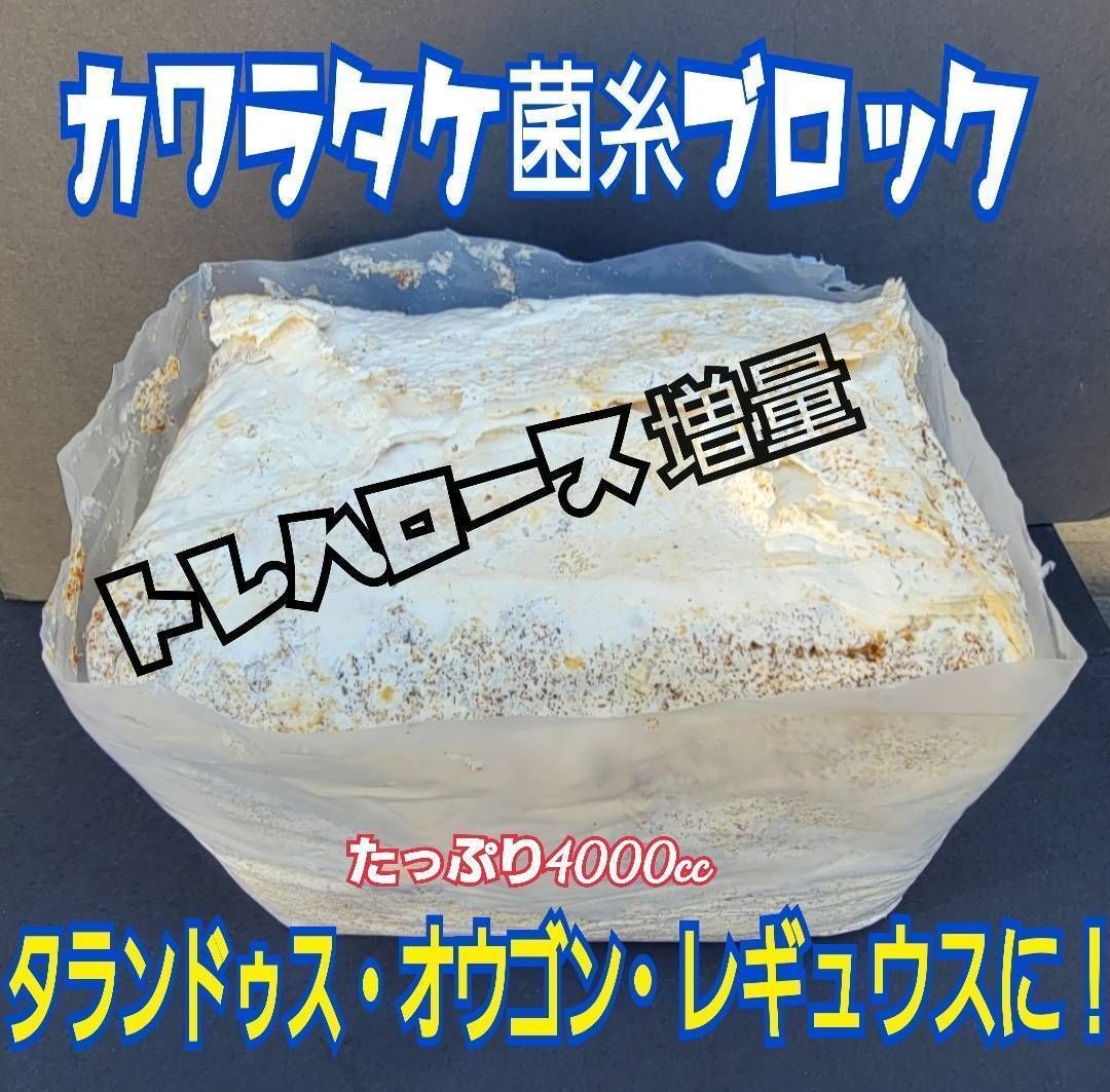 昆虫用品 極上！カワラタケ菌糸【6ブロック】初菌で作成！オウゴンオニ
