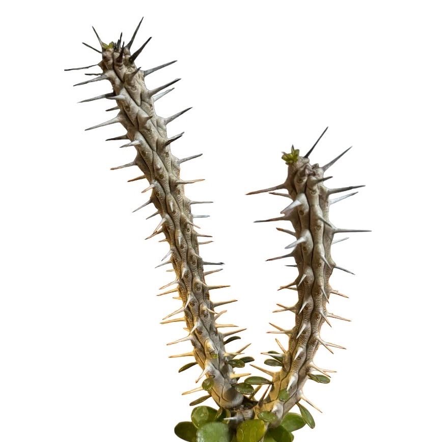 観葉植物 アローディア 特大 抜き苗 ビザールプランツ