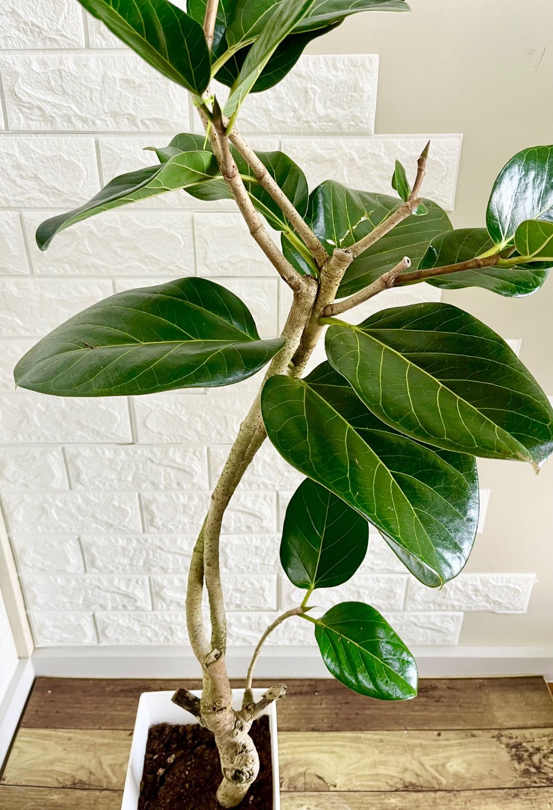 フィカスベンガレンシス⭐️希少種 - メルカリ