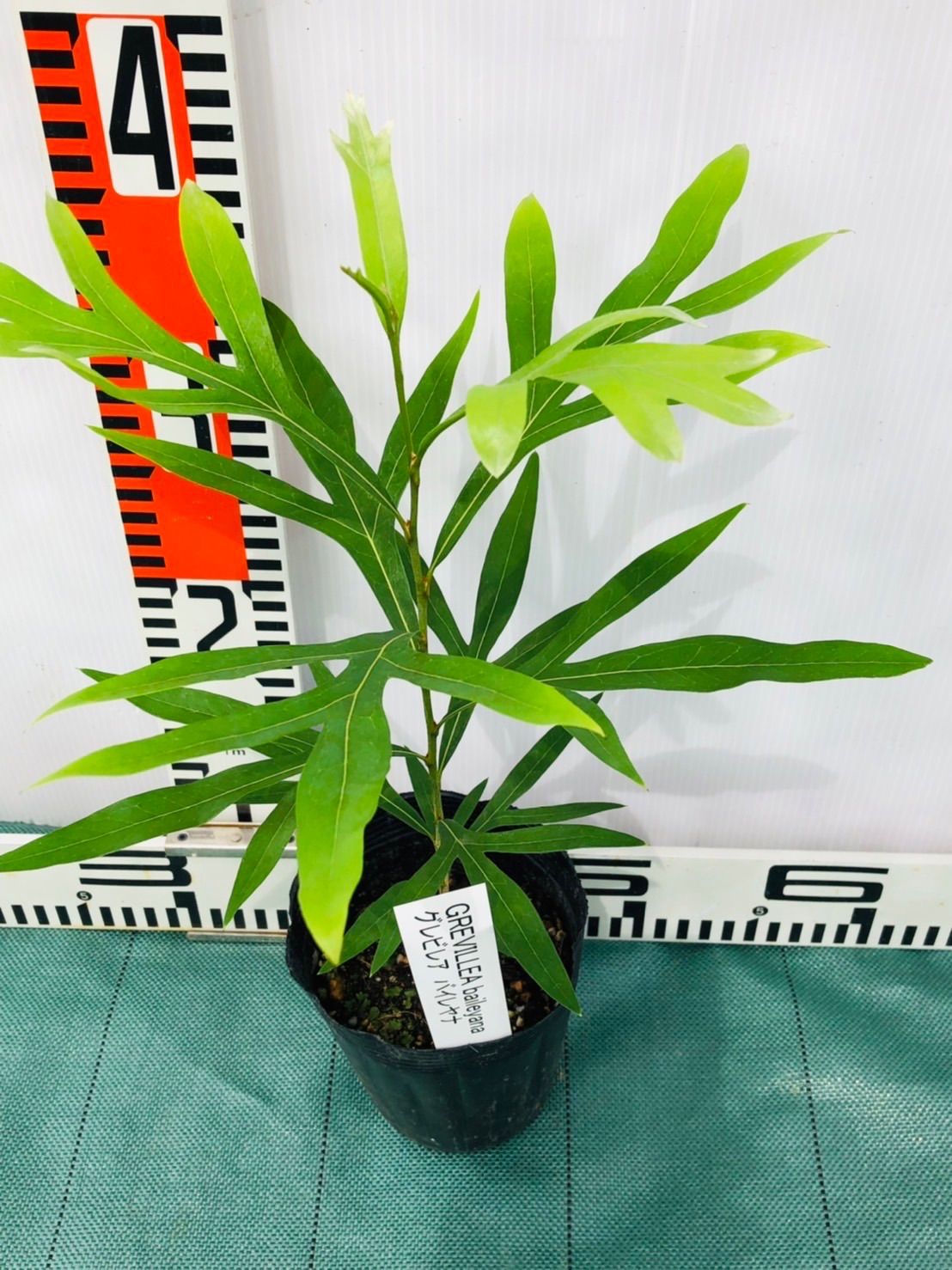 グレビレア ゴールド　苗木 グレビレア ゴールド 6寸鉢 | 鉢花・花苗 | 橋本種苗園