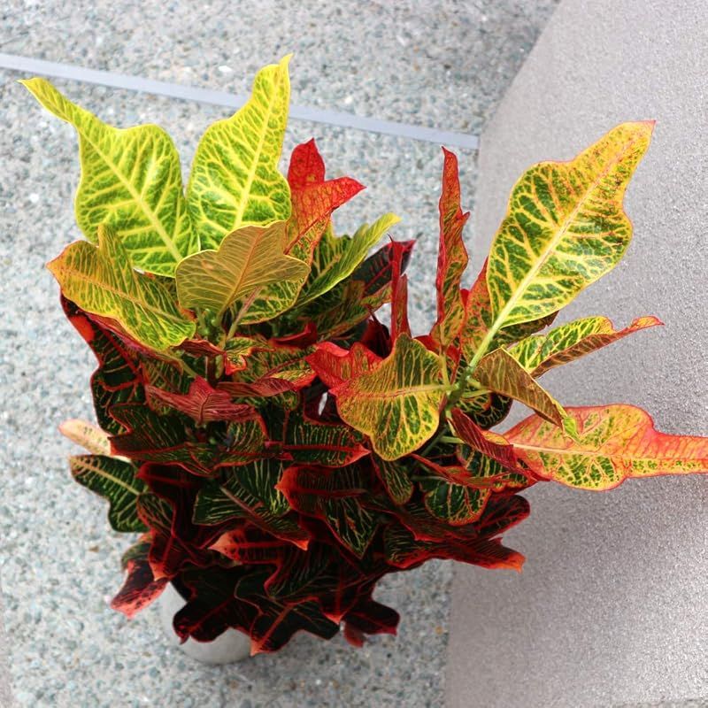 リビングやオフィス向きサイズ 1個