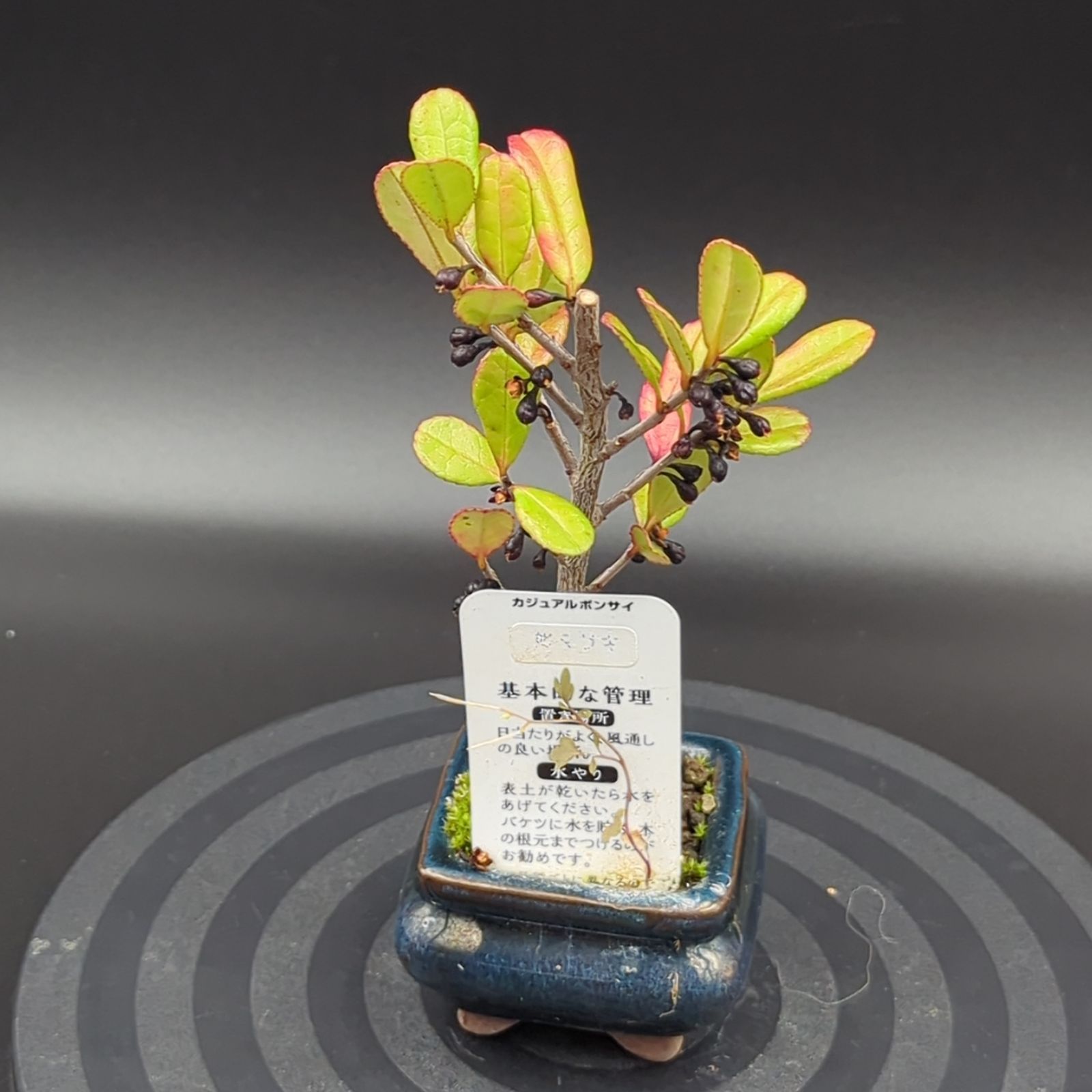 姫マサキ ミニ盆栽 鉢ごと配送 - メルカリ
