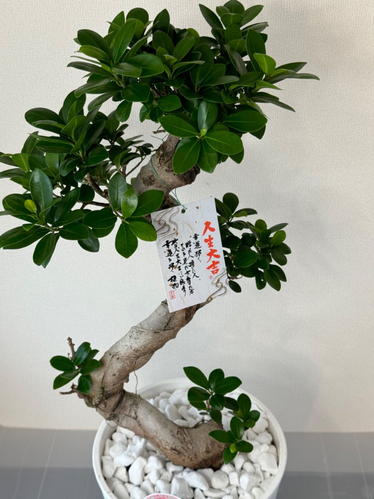 現品】ガジュマル 盆栽仕立て 昇り龍 曲がり ７号鉢 - 植物/観葉植物