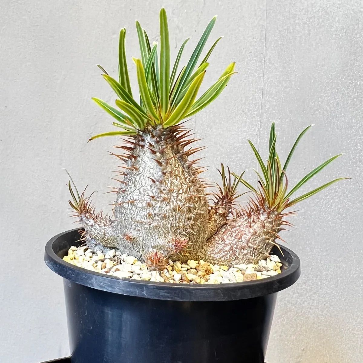 鉢付き】原品限り！パキポディウム グラキリス＆マカイエンセ（2株