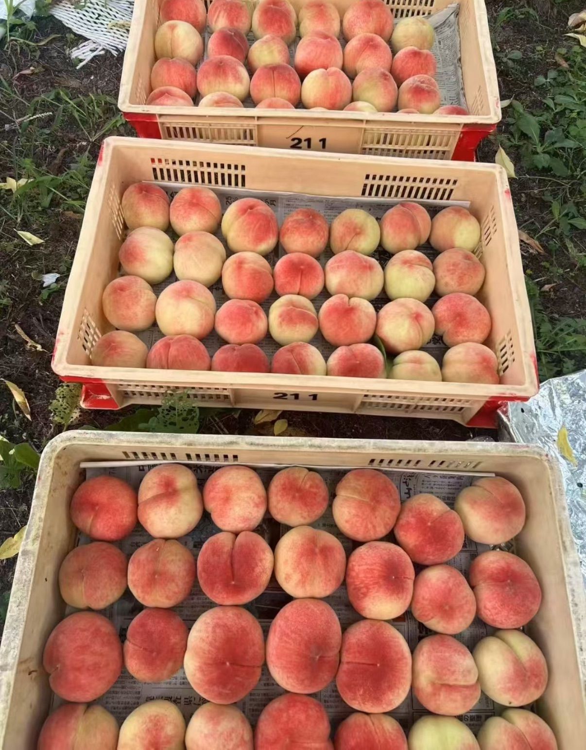 山梨県産 硬い品種の桃 5kg 未使用＊送料無料 - メルカリ