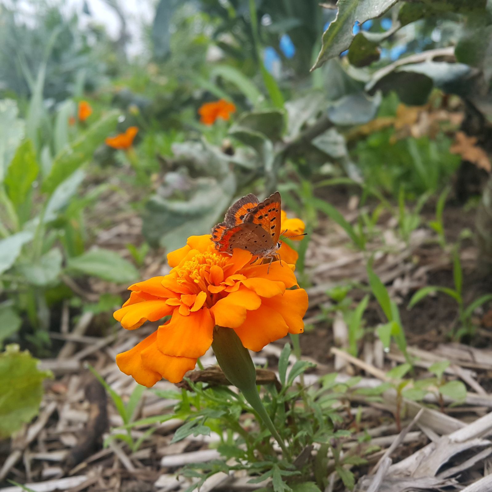マーケターきゅうりの種(Marketer Cucumber・固定種) - メルカリ