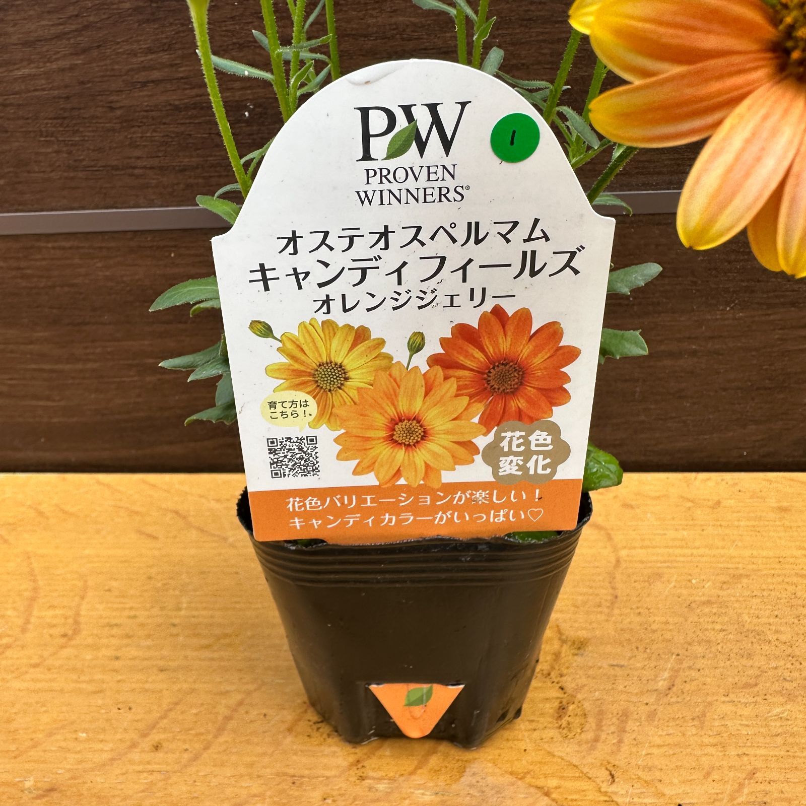dyn.m様 用