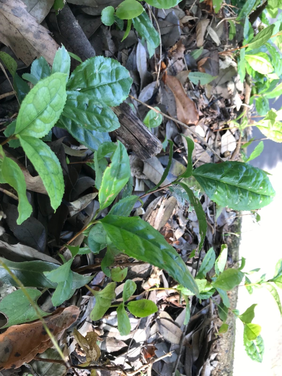 天然茶　無農薬緑茶　日本茶　山の天然茶木　抜き苗　挿し木 5本