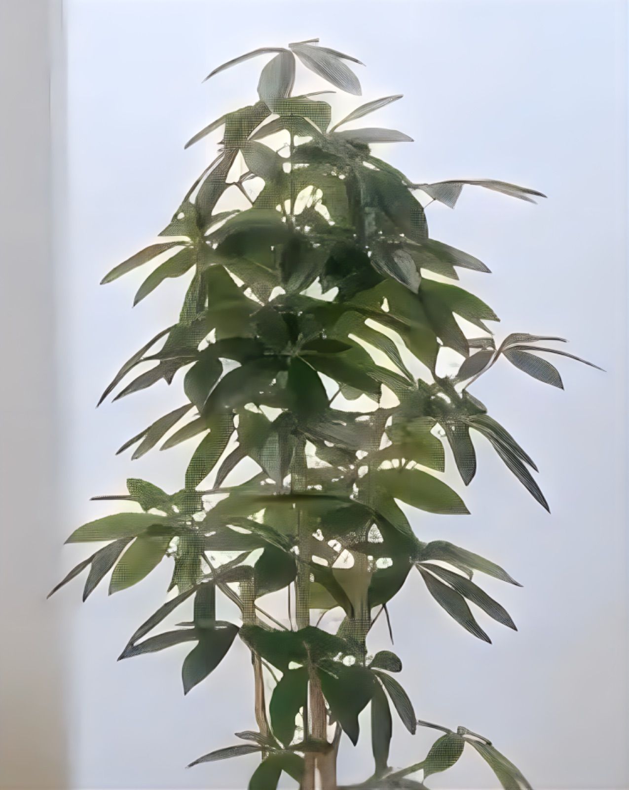 光触媒　人工観葉植物　ウォールグリーン　フェイクグリーン　スリムパキラ1.8 光触媒 光の楽園 スリムパキラ1.8m【インテリア フェイク