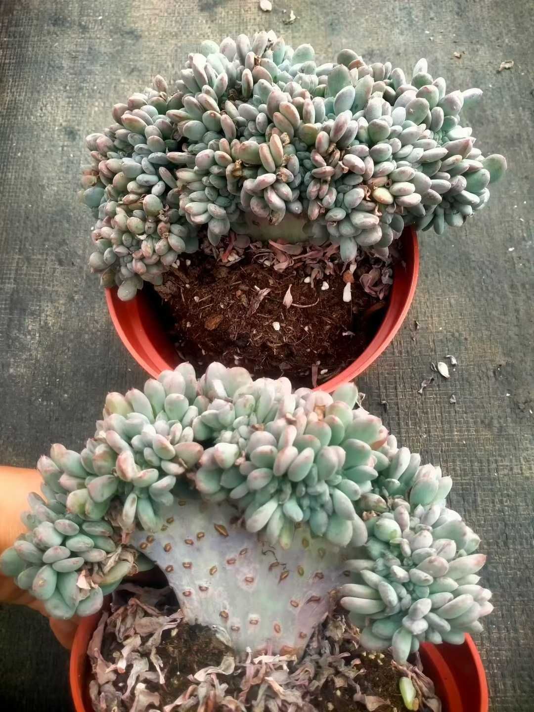 多肉植物　韓国苗　ハーフサマー　発根済み a6b2c7277a68b17ab8c82508692737