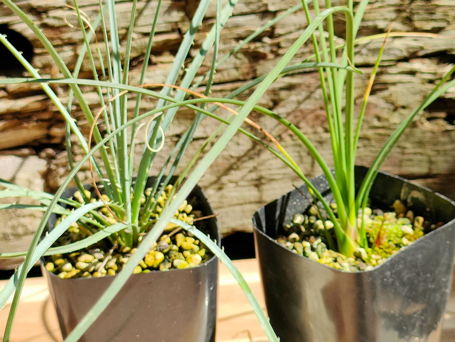 ダシリリオン セット ウィーレリ＆ロンギシマム - メルカリ