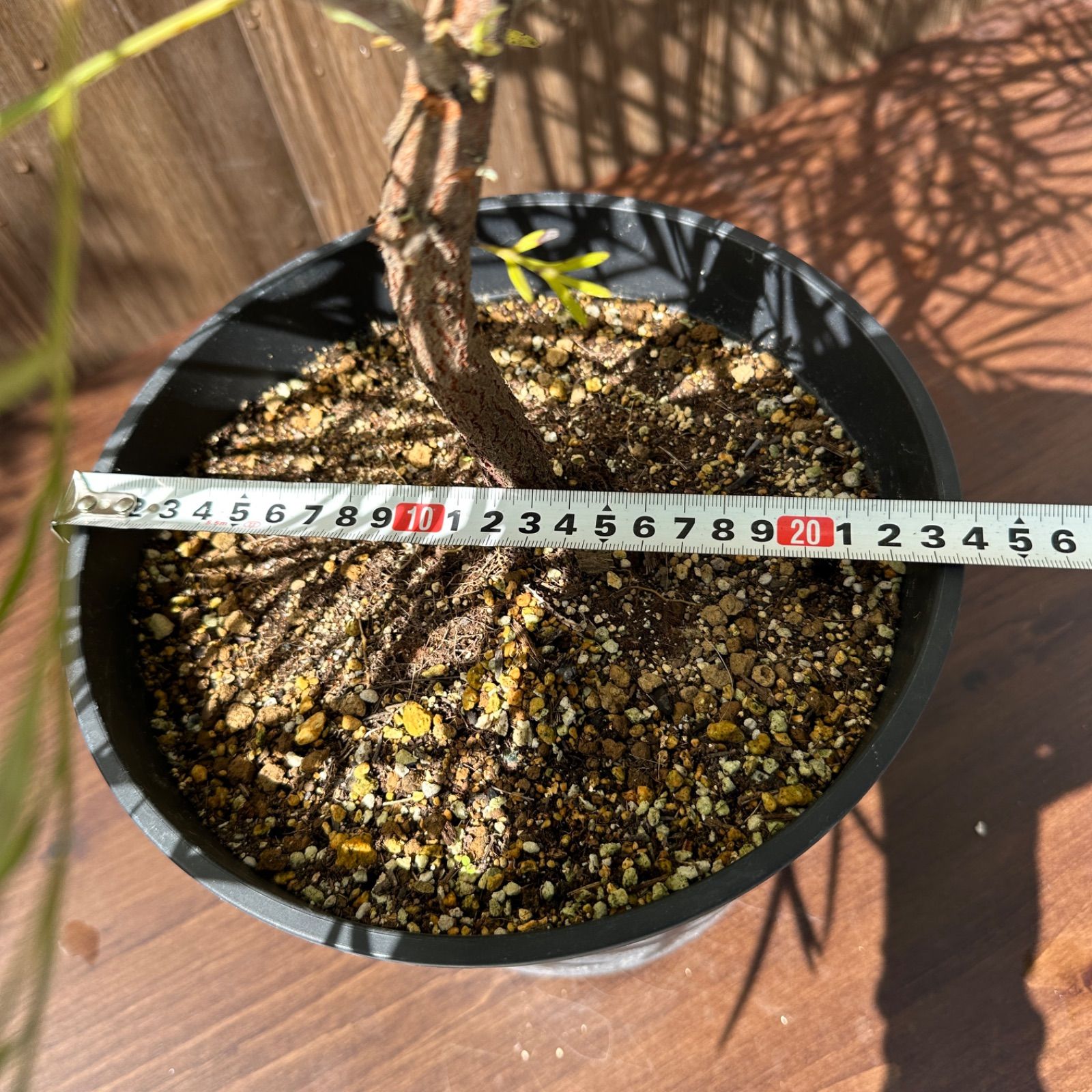 バンクシー 8号