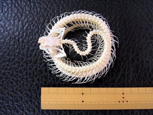 「緑の毒牙」 シロクチアオハブ 骨格標本 ☆ 即納 ☆ 「緑の毒牙」 シロクチアオハブ A 骨格標本（小