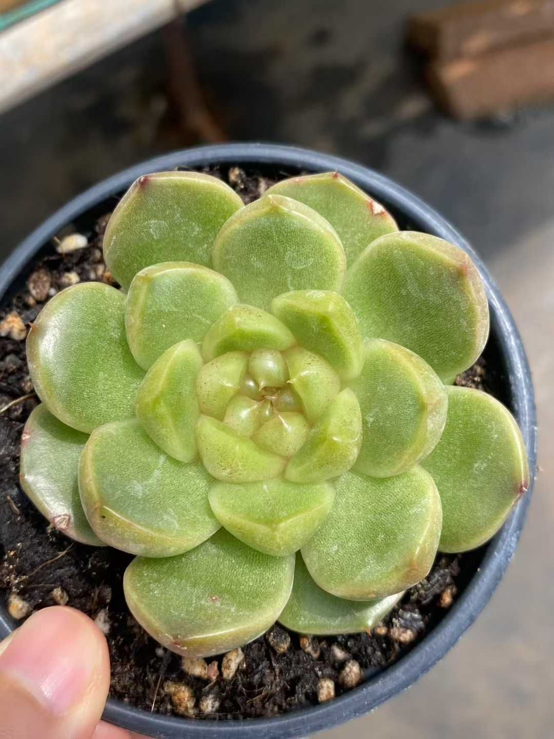 36株の抜き苗セット ブルーウォーター 多肉植物 佐川急便発送 エケベリア 韓国苗 MY384