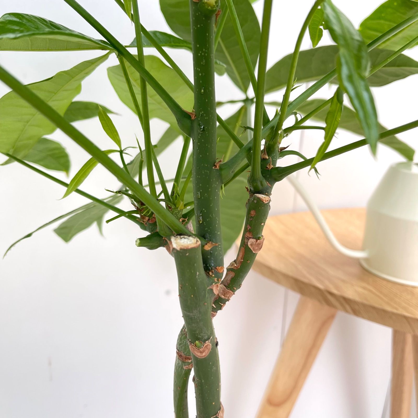 パキラ ねじり 10【現品】観葉植物 室内 大型 - メルカリ