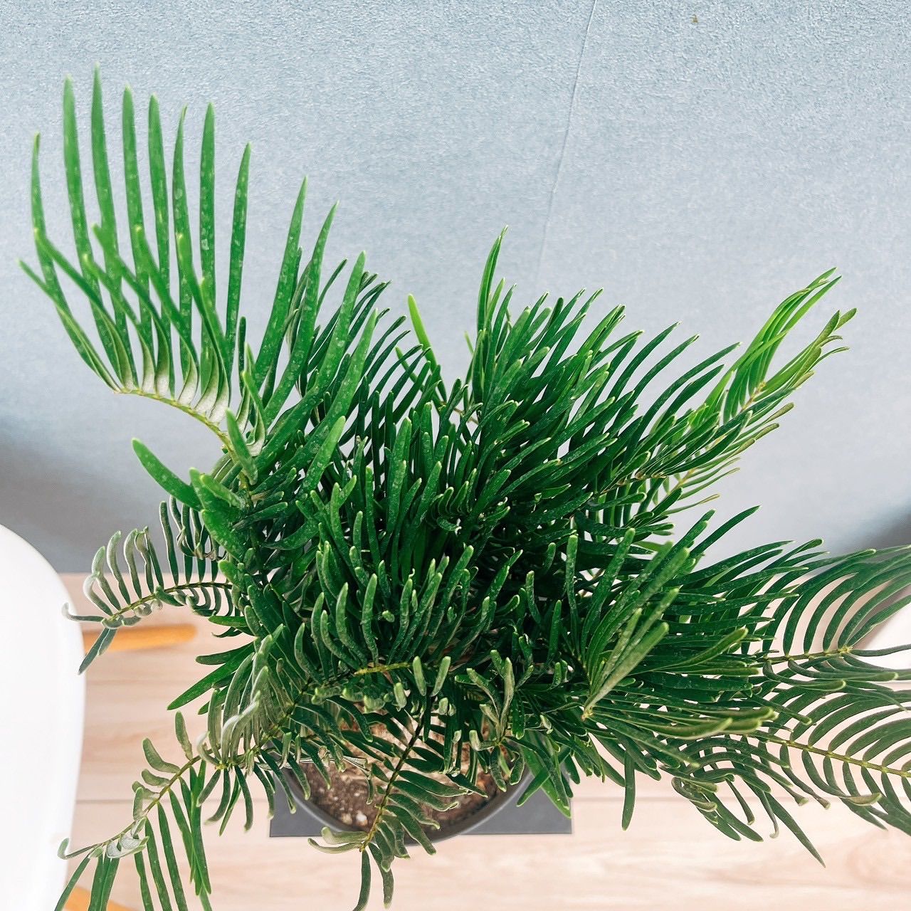 ［現品］ザミア　フロリダーナ　6号　蘇轍　観葉植物　室内　レア　細葉　かっこいい 現品］ザミア フロリダーナ 6号 蘇轍 観葉植物 室内 レア 細葉