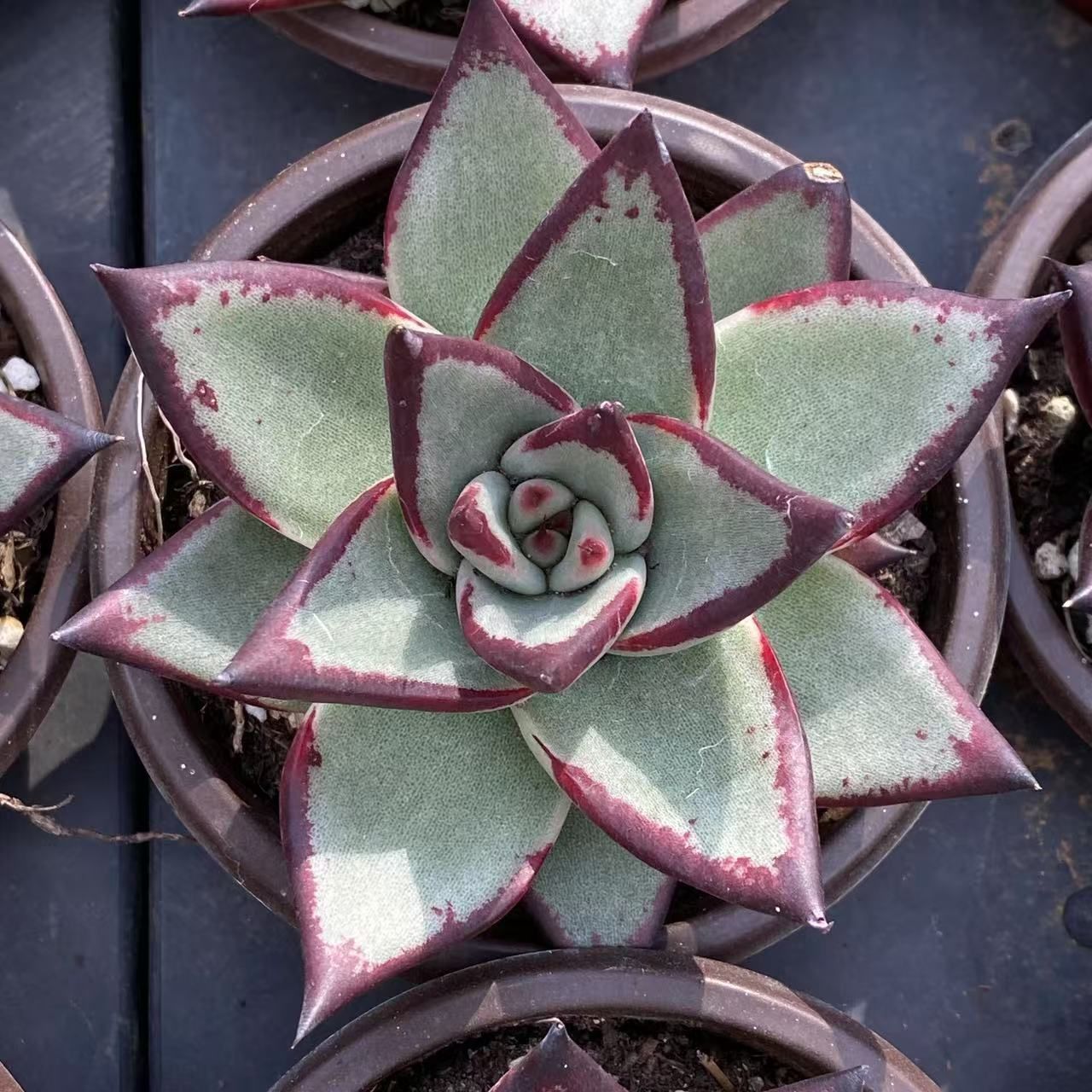 抜き苗 オウボク ZM1563×18株 ふっくら 多肉植物 エケベリア