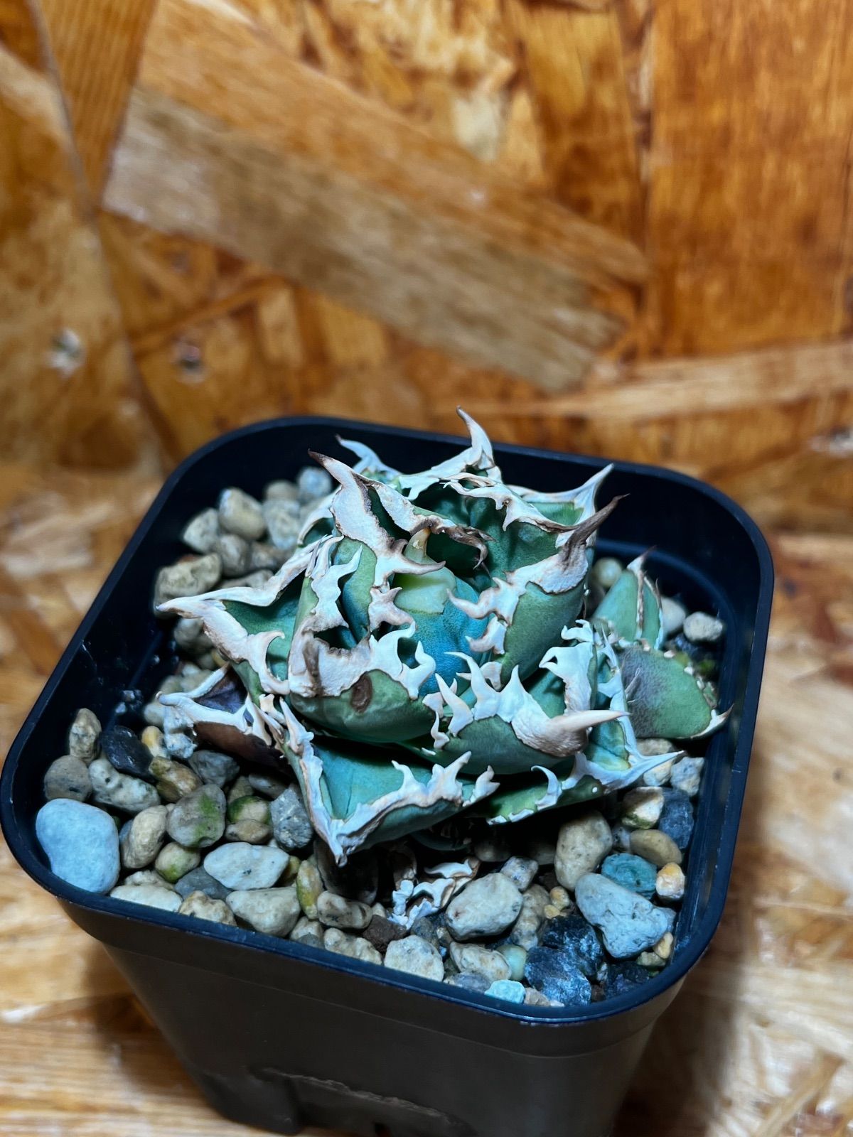 CJ Special NS.3 CJスペシャル CJ Special NS.3 CJスペシャル - メルカリ