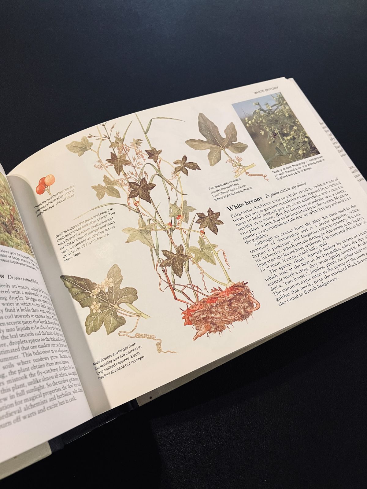 希少 レア アメリカンヴィンテージ アンティーク 野生植物図鑑 1990年 フランスの希少な植物図鑑 ヴィンテージ - メルカリ