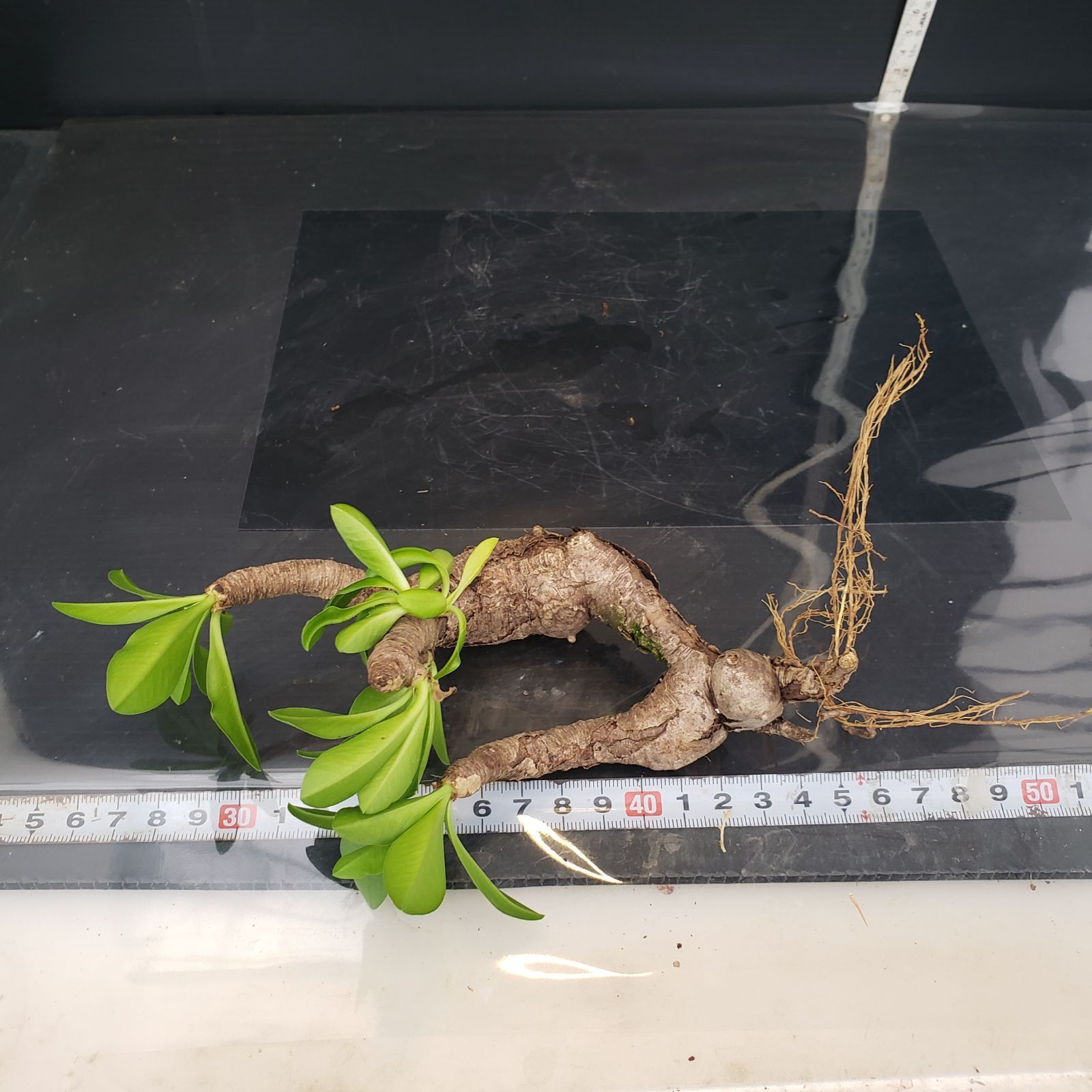V232【自社水耕発根株】Euphorbia イトレメンシス（現地球・抜き