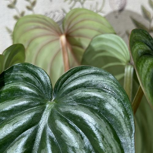 観葉植物 フィロデンドロン プロウマニー ウォーターメロン 2.5