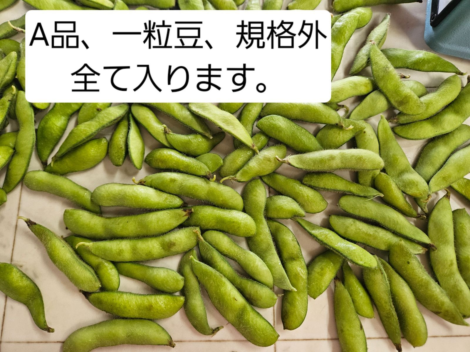 【雪音】茶豆系枝豆全部もぎ☆お得な1キロA品多め　9/20収穫出荷　大川ファーム