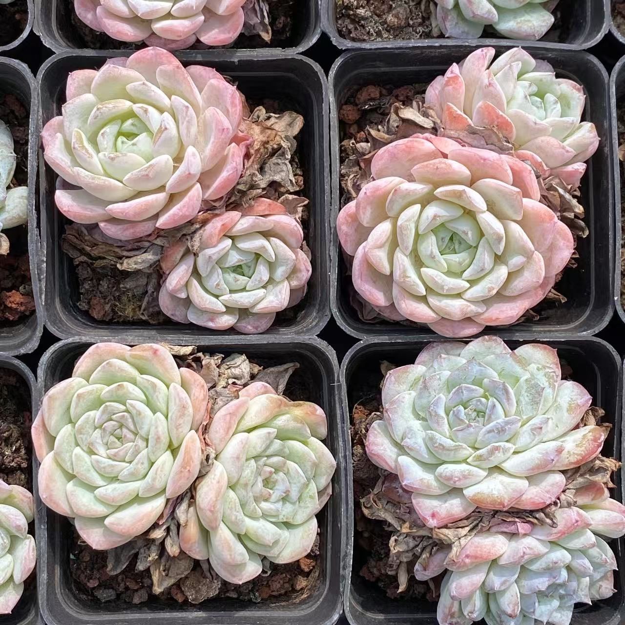 抜き苗 ビンビン XJB425×50株 ふっくら 多肉植物 エケベリア サボテン