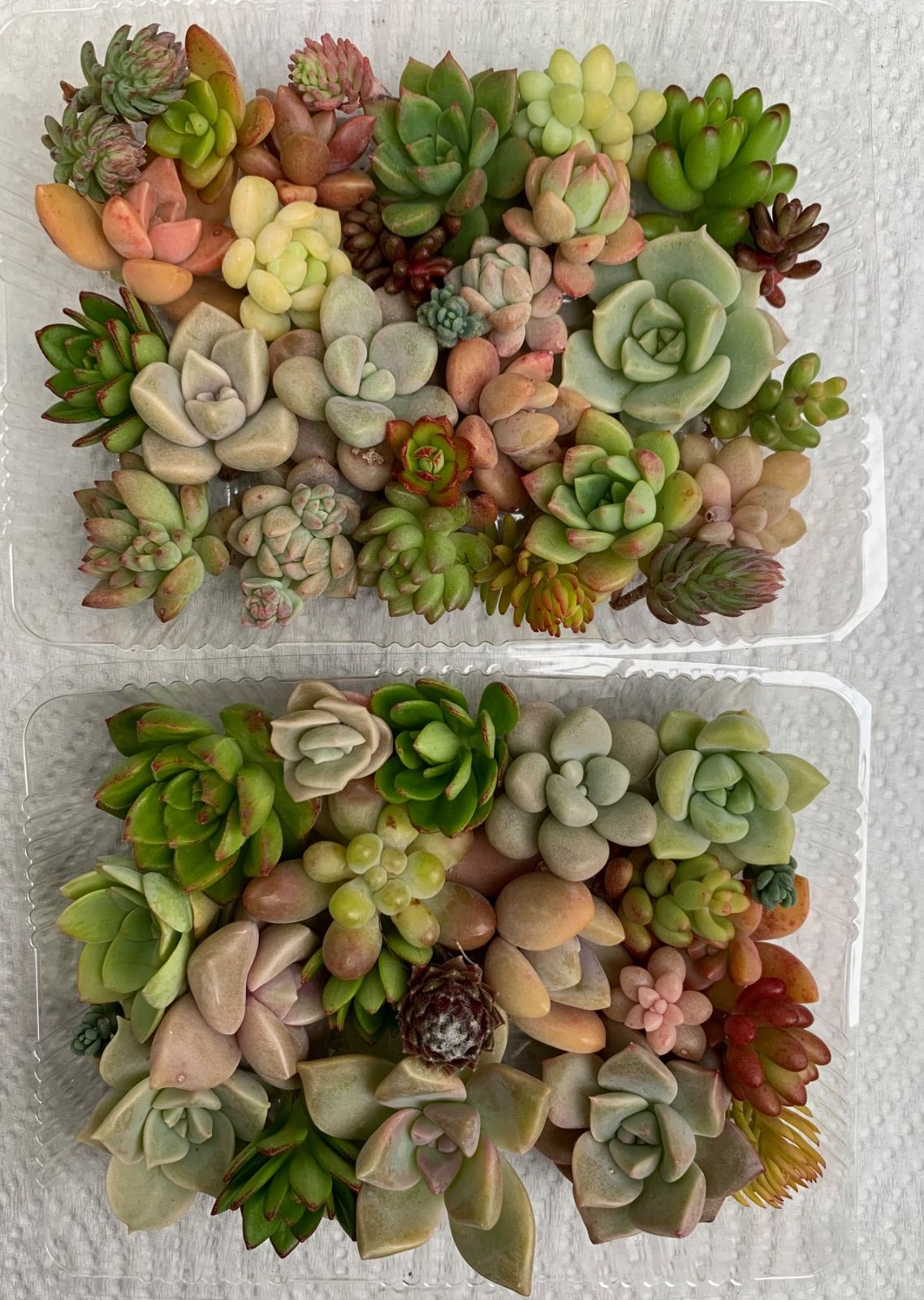多肉植物カット苗詰め合わせ - メルカリ