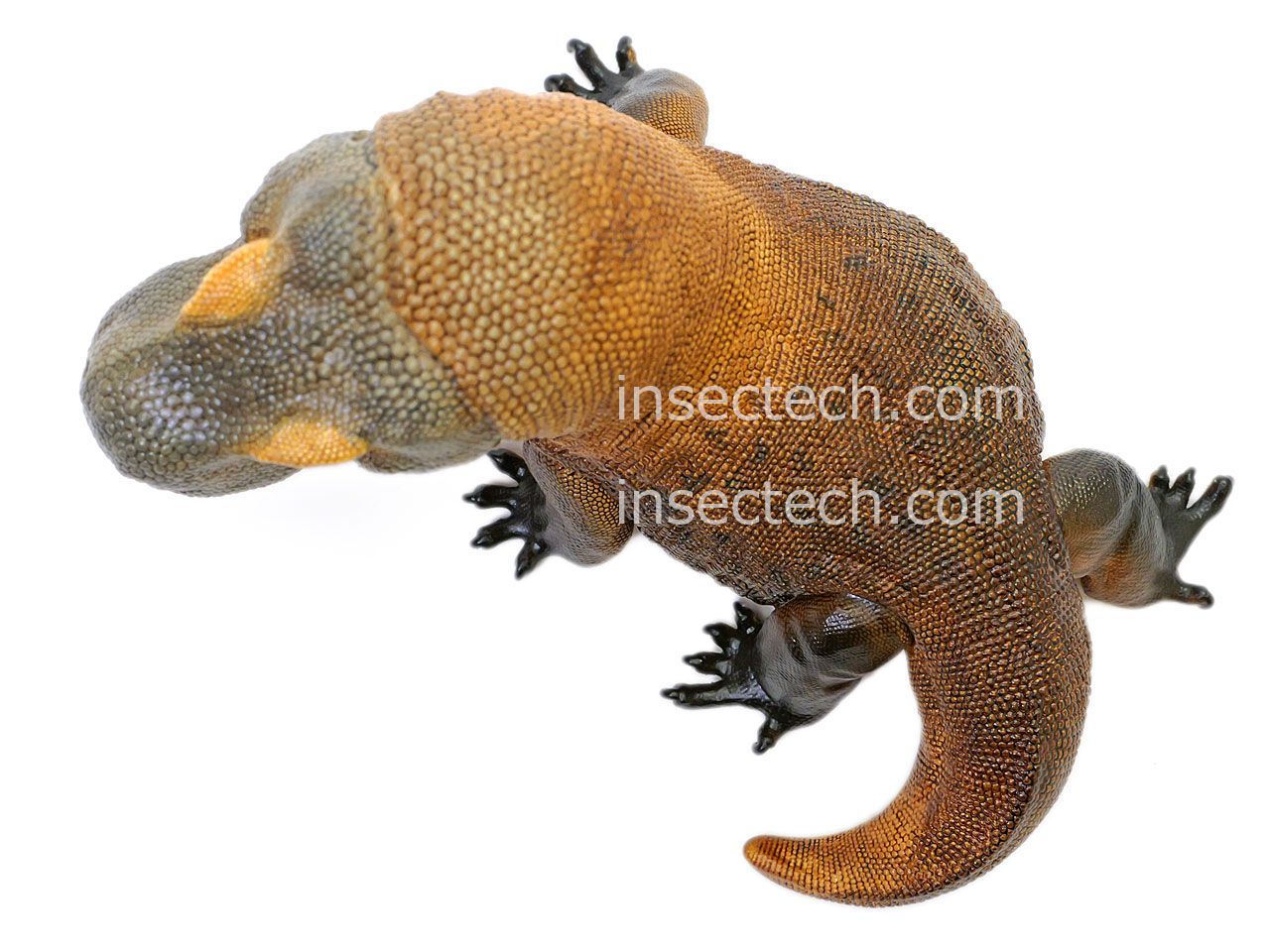 新！【動物の惑星】コモドドラゴン フィギュア - メルカリ