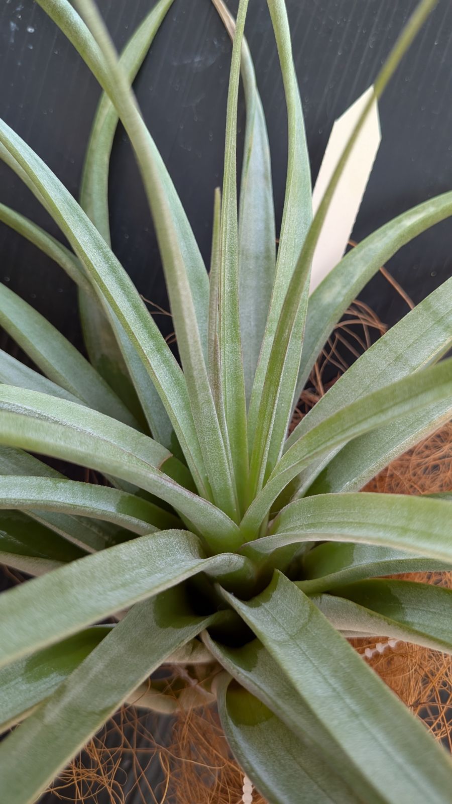 チランジア Aztec Fire