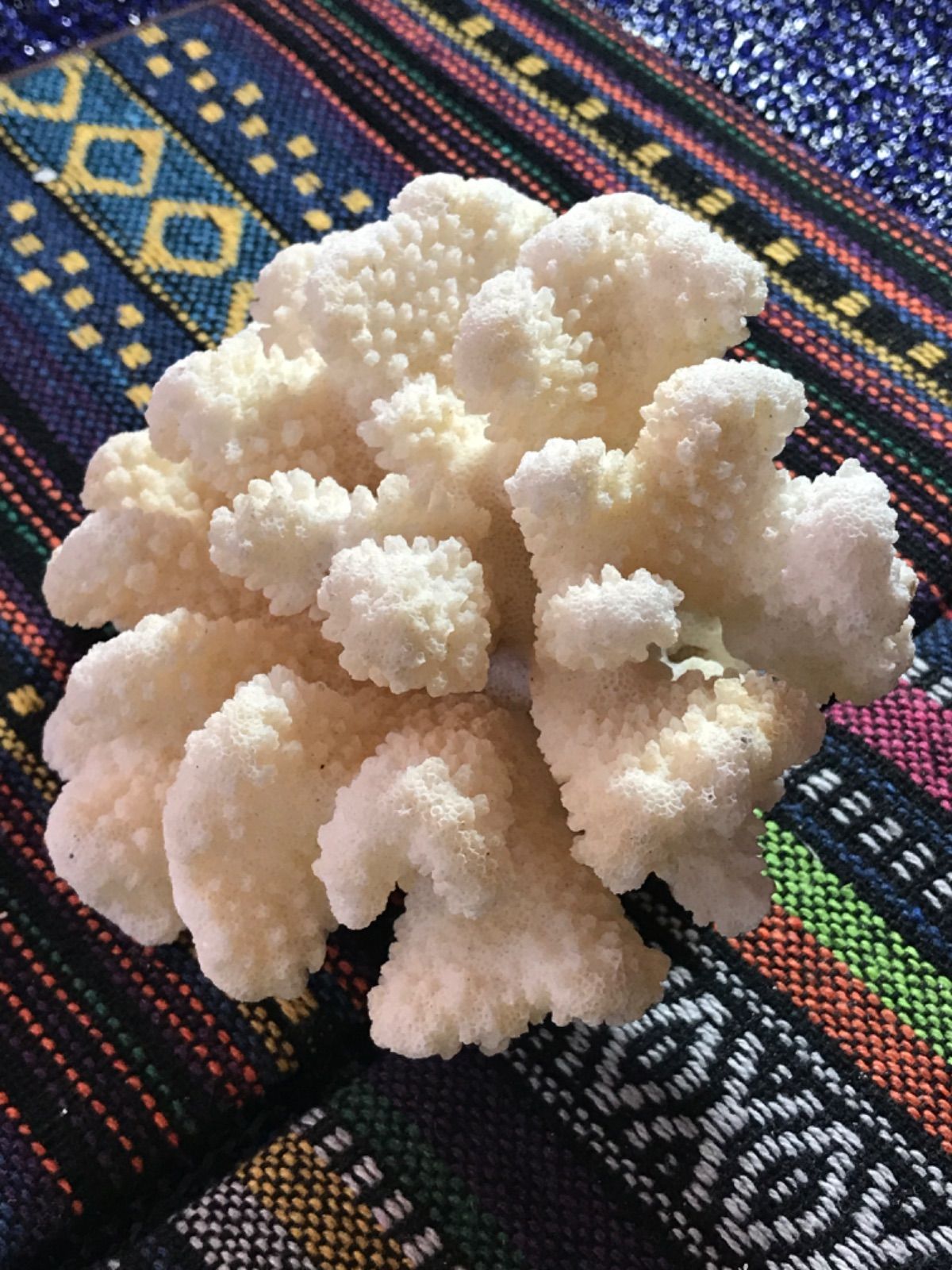 ◉台湾産【白珊瑚/ホワイトコーラル】原木[282 ◉台湾産【白珊瑚/ホワイトコーラル】原木[282 - メルカリ