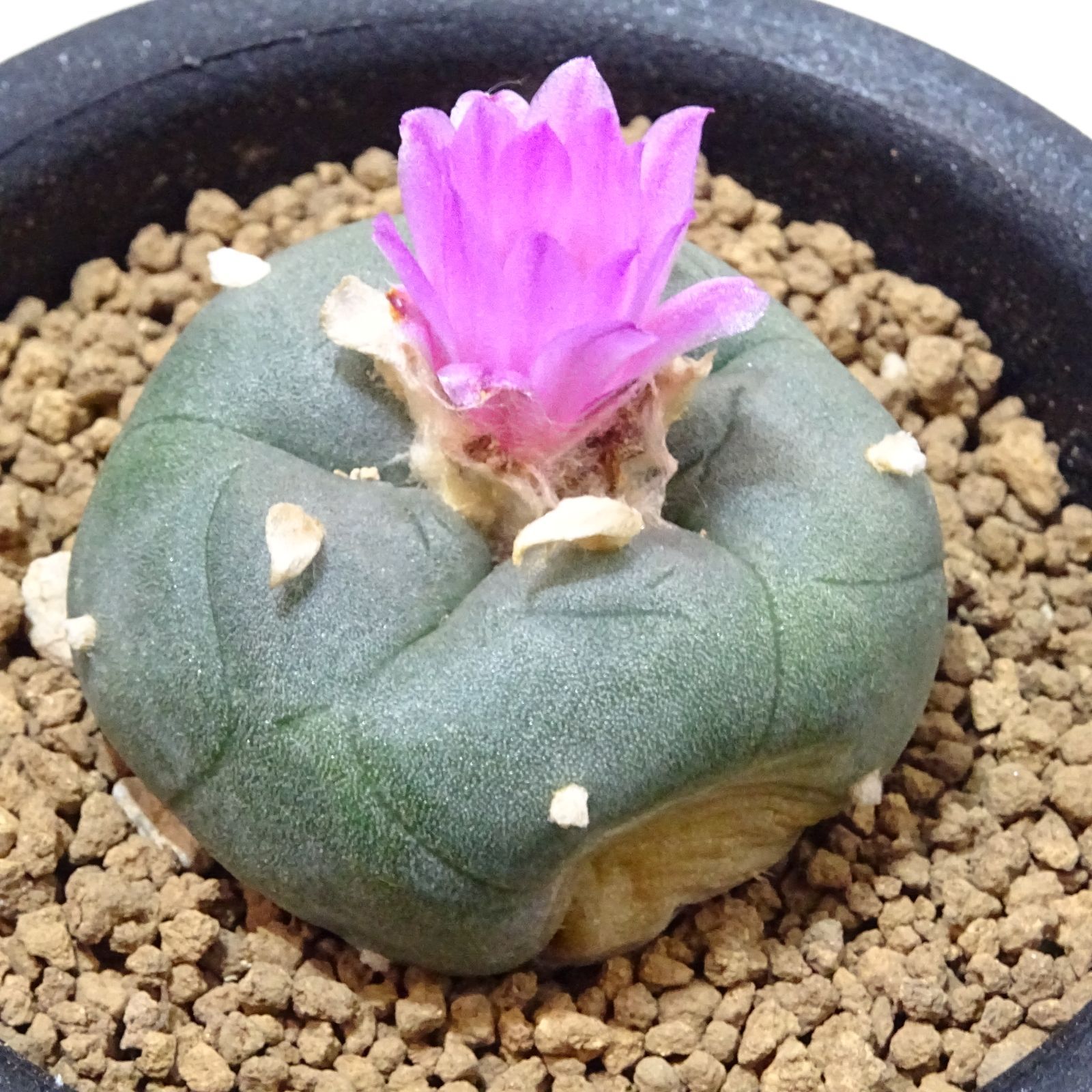 赤花 鳥羽玉 実生苗（SA）】レア！ - メルカリ