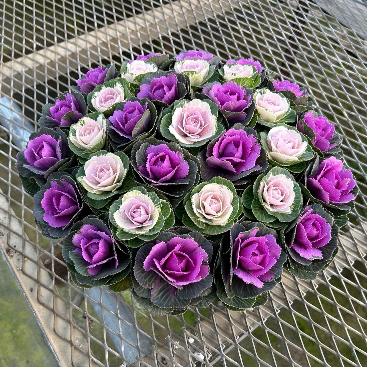 けいちゃん　ミニ葉牡丹の寄せ植え 10号鉢 ミニ葉牡丹の寄せ植え 10号鉢 - メルカリ