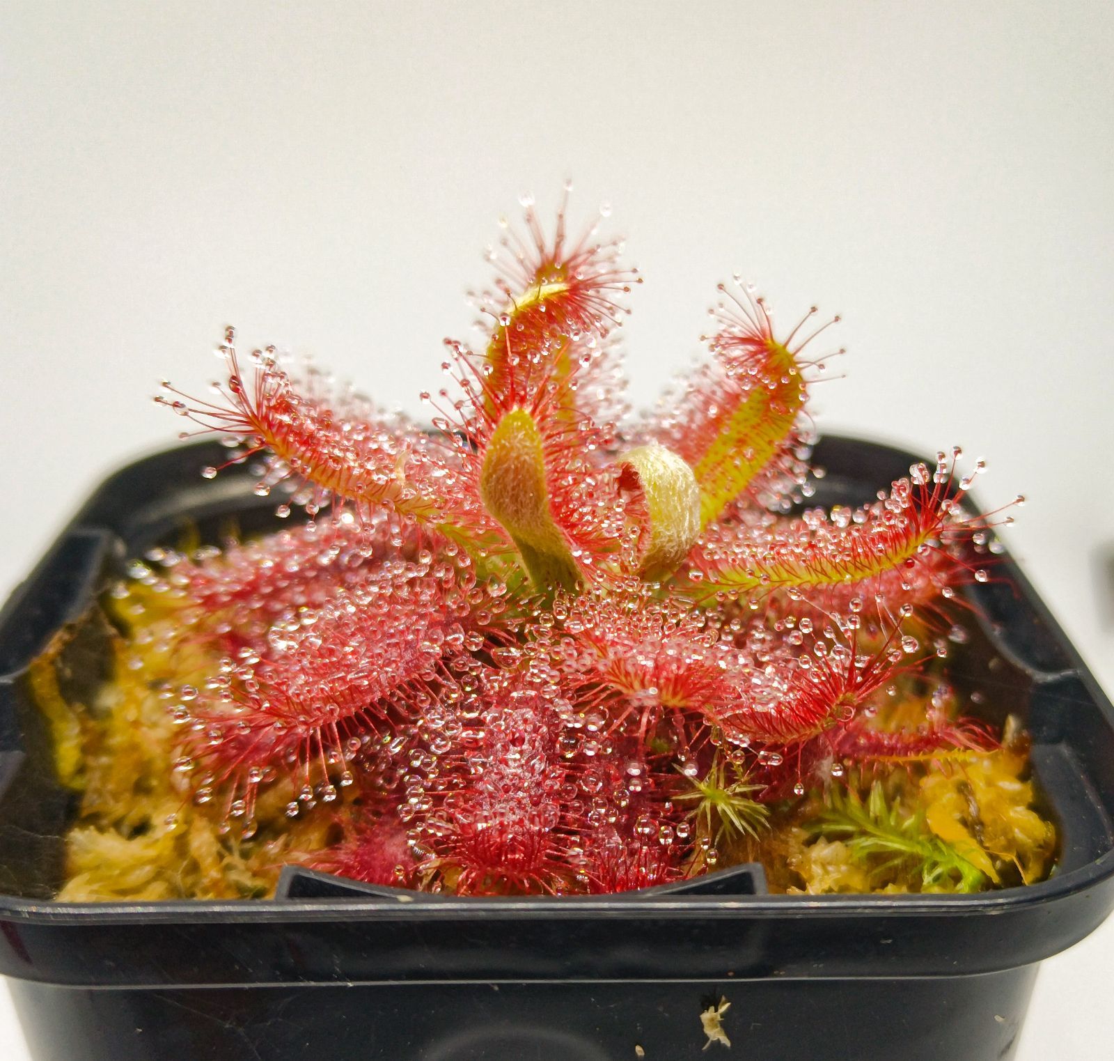 食虫植物 ドロセラ グラオモゴレンシス - メルカリ