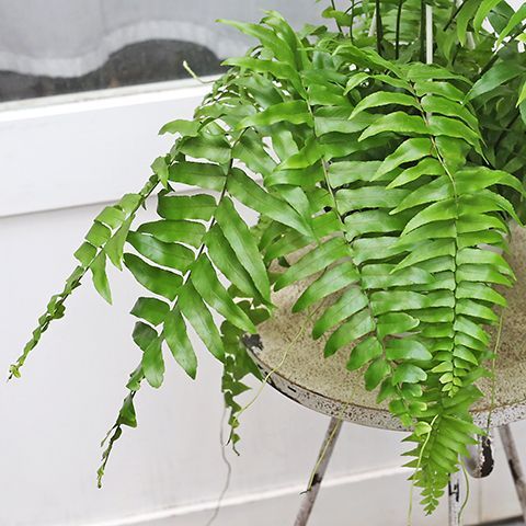 観葉植物 ネフロレピス マッチョ 5号 吊り鉢 シダ 日陰 吊るす